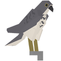 Shoulder Falcon
